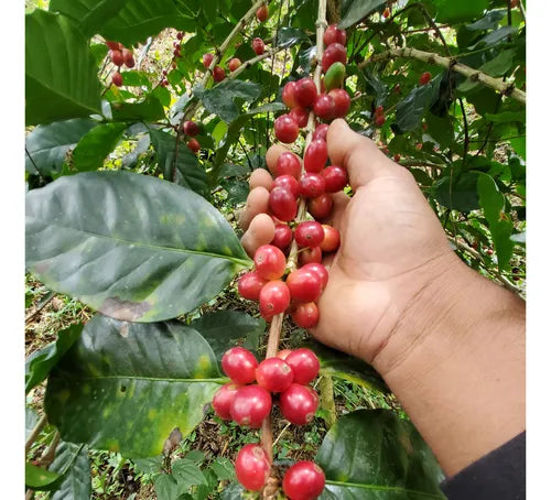 Gapesh Café Molido Tostado Sierra Norte Oaxaca 500g
