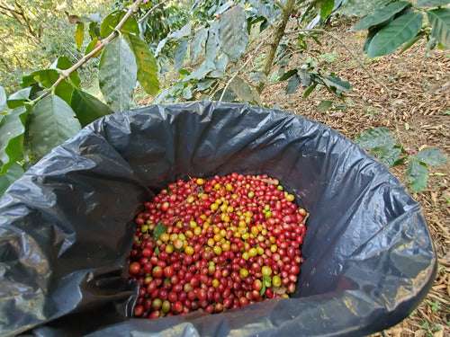 Cafe De Oaxaca Gapesh® Sabor Intenso Molido 500grs.