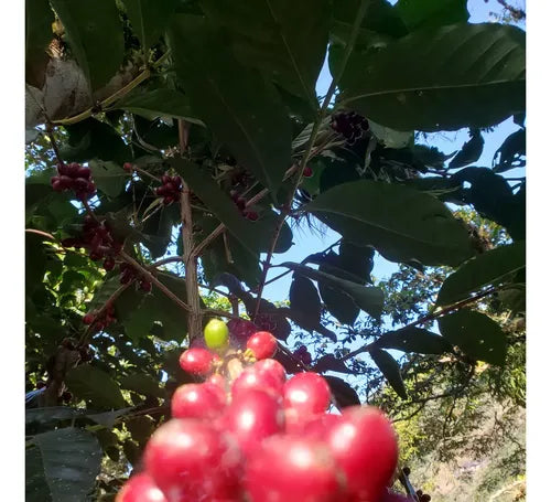 Cafe Molido Gapesh 340g Especialidad Robusta Oaxaqueño