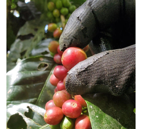 Gapesh Café Molido Tostado Sierra Norte Oaxaca 500g