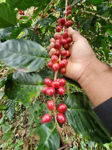 Cafe Verde De La Sierra Norte - Oaxaca Gapesh 9kg