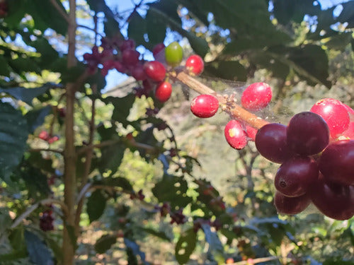 Cafe Molido Gapesh 340g Especialidad Robusta Oaxaqueño.